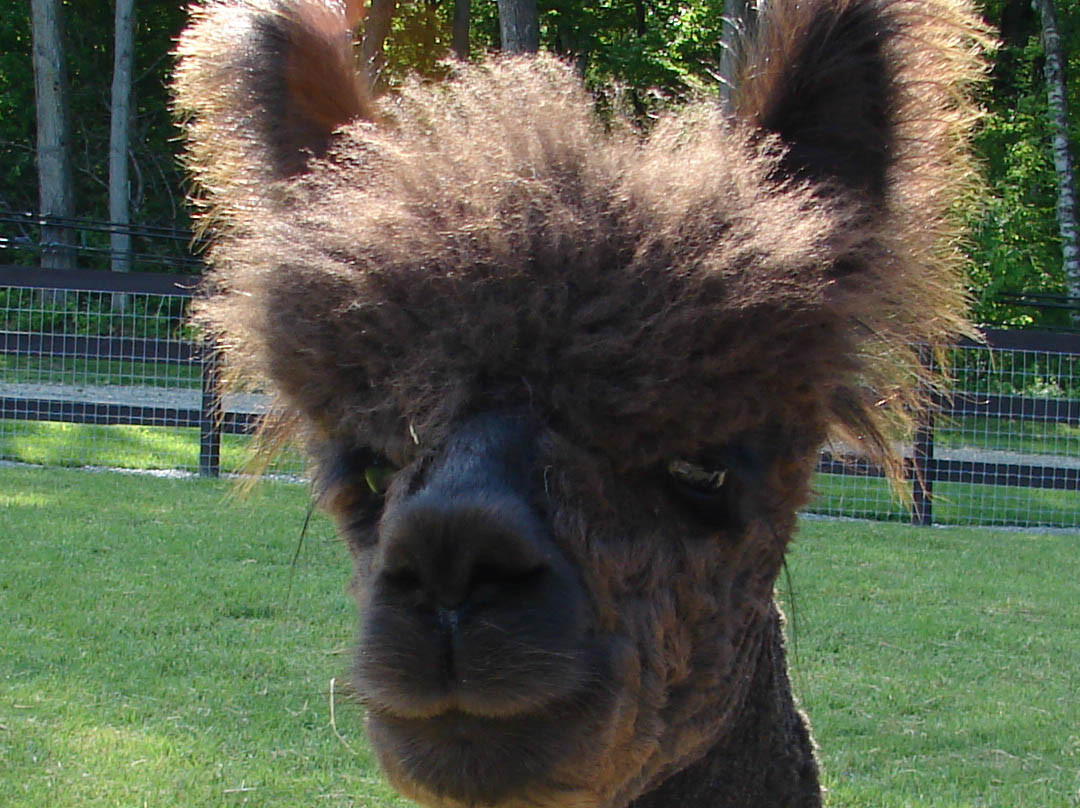 Sweet Brook Farm-威廉斯敦必去景点