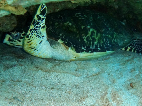 R & Sea Diver's Company-克朗波因特必去景点