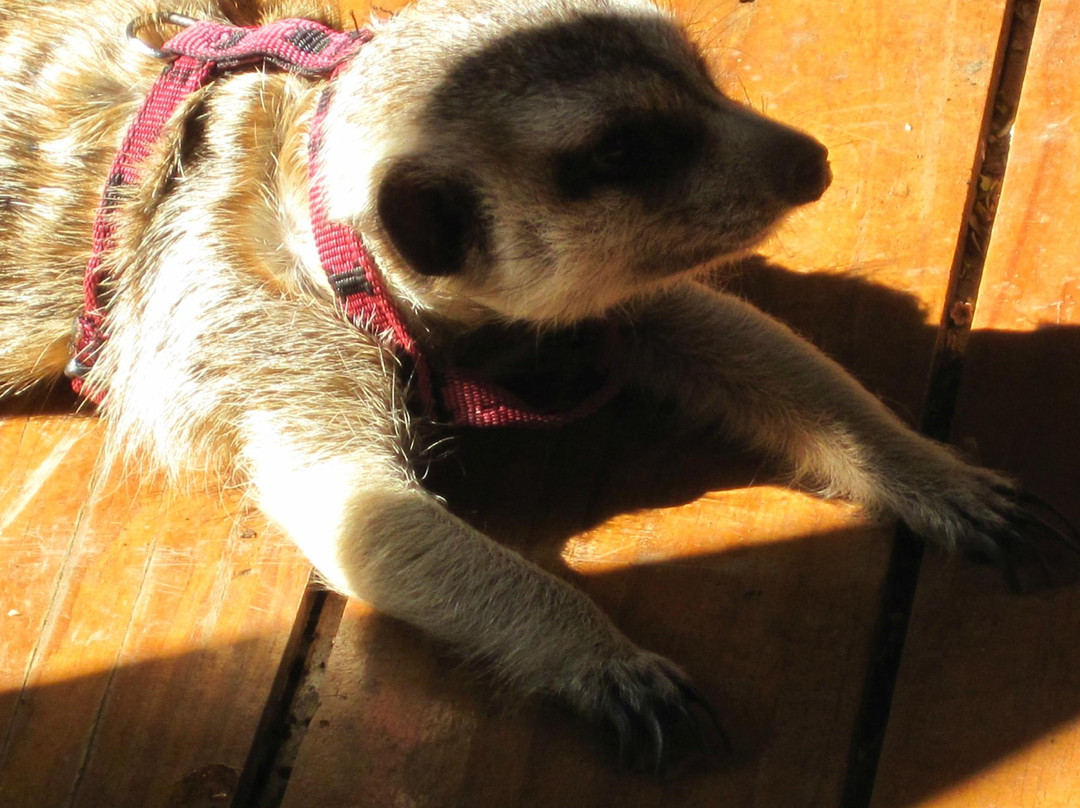 Travellers Inn主图