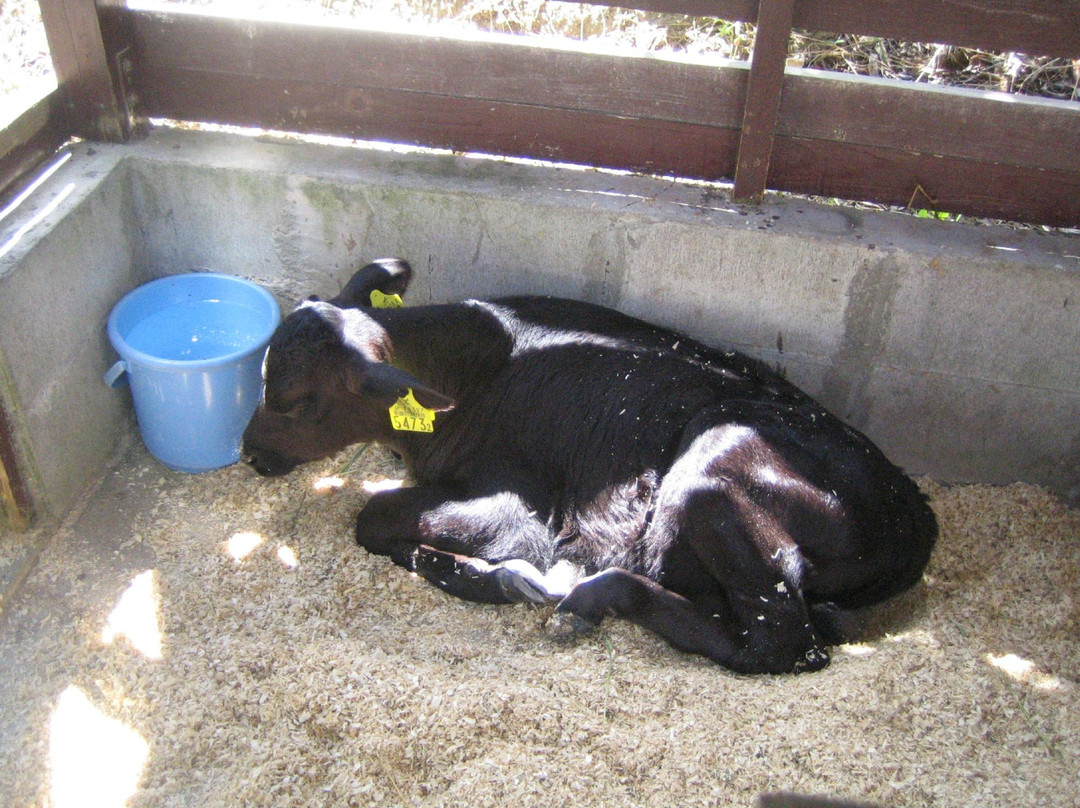 Rokkosan Farm-神户市必去景点