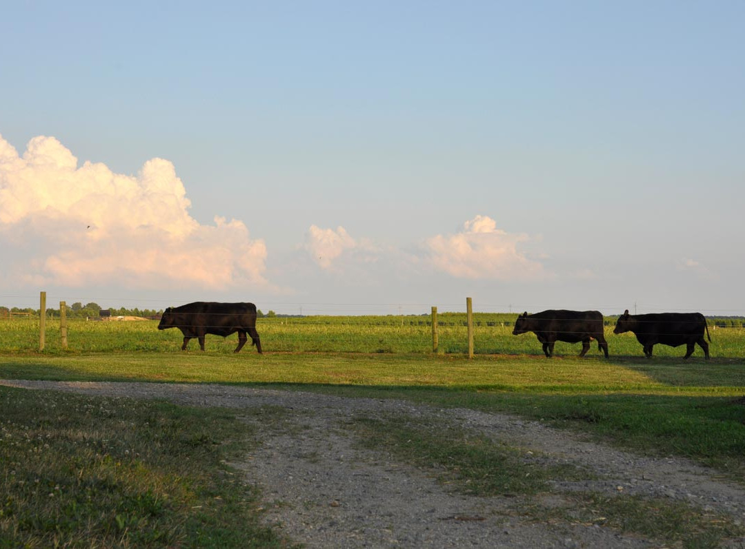 Crow Farmstay B&B主图