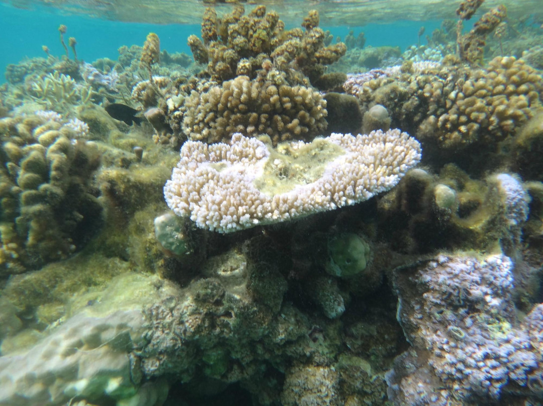 Coral Gardens-波拉波拉岛必去景点