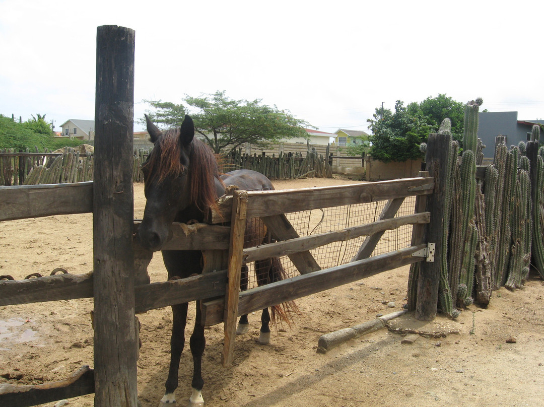 Rancho Notorious Aruba-Noord必去景点