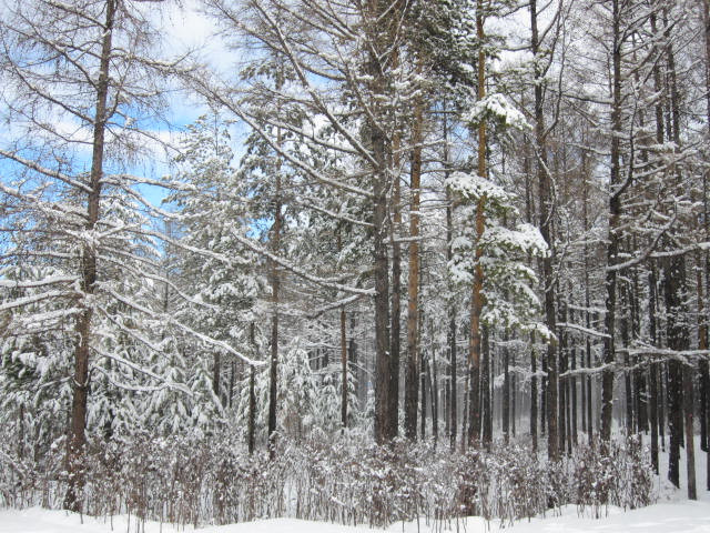 松苑森林公园-漠河县必去景点
