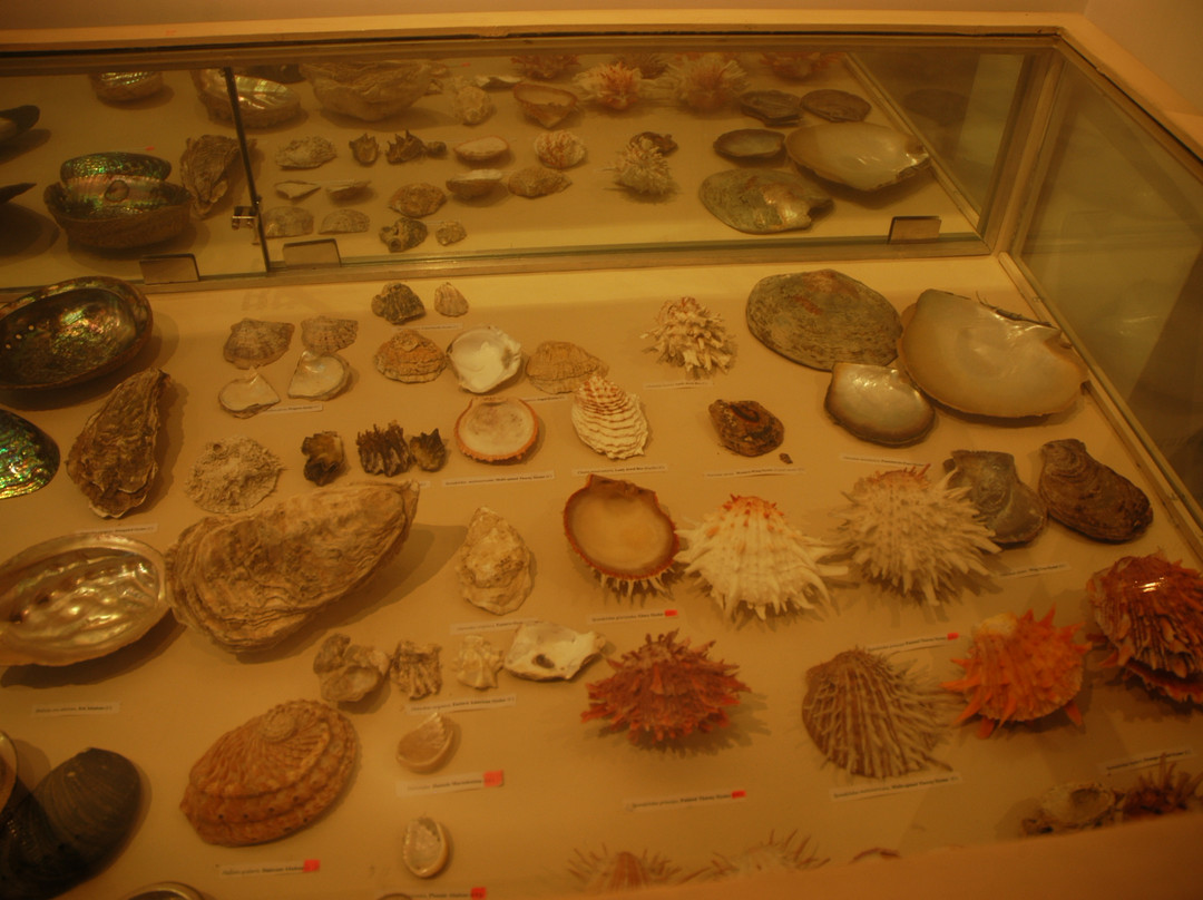 Alice Garg National Seashells Museum-斋蒲尔必去景点