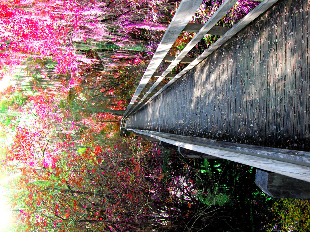 生菜湖地区公园-坦帕必去景点