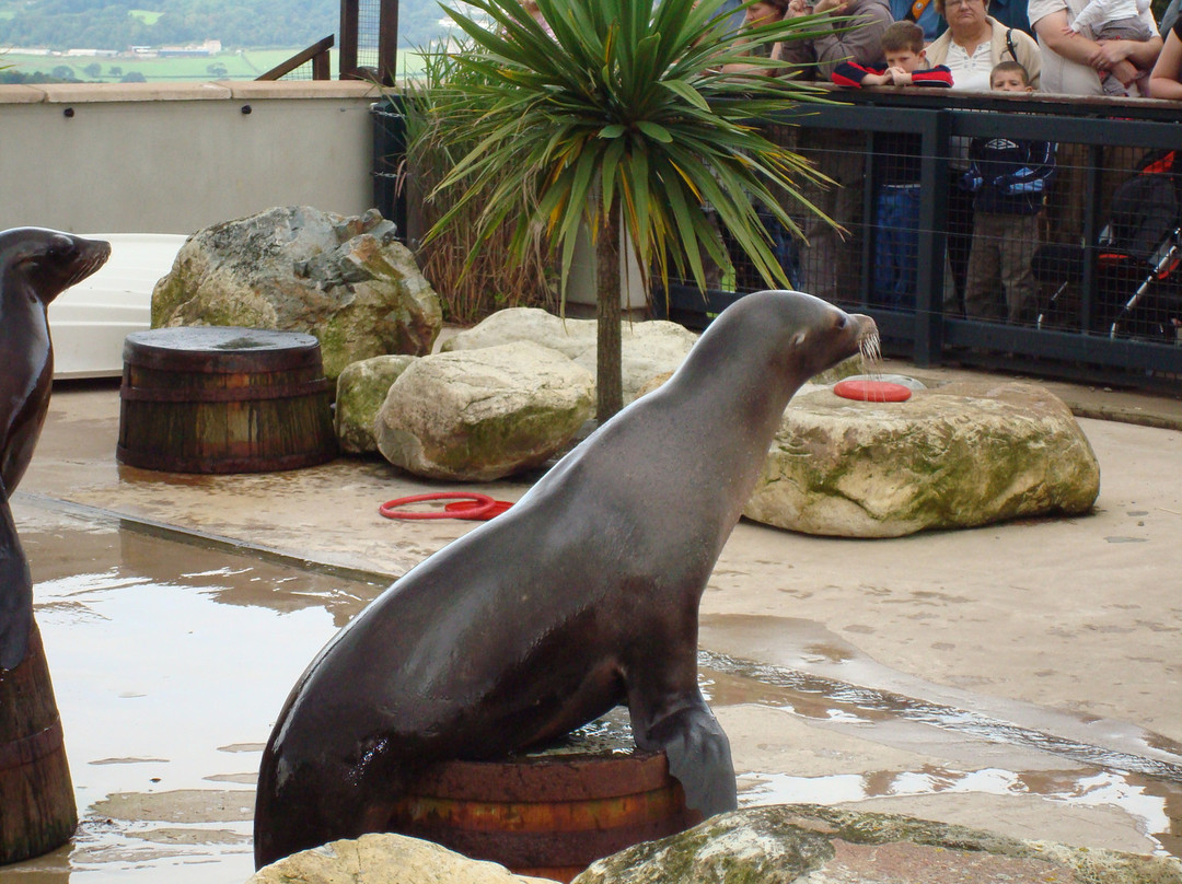Welsh Mountain Zoo景点图片