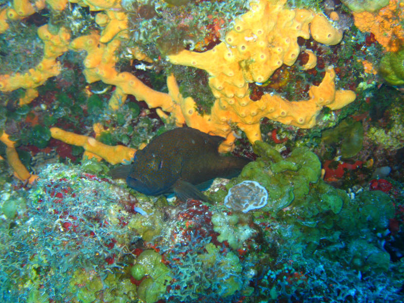 Studio Blue Cozumel Divers-考祖梅必去景点