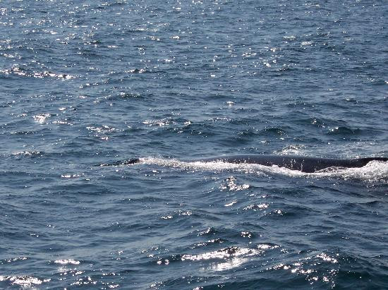 Hyannis Whale Watcher Cruises-Barnstable必去景点