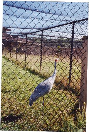 International Crane Foundation-巴拉布必去景点