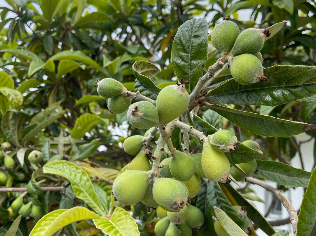 Ladikos Garden主图