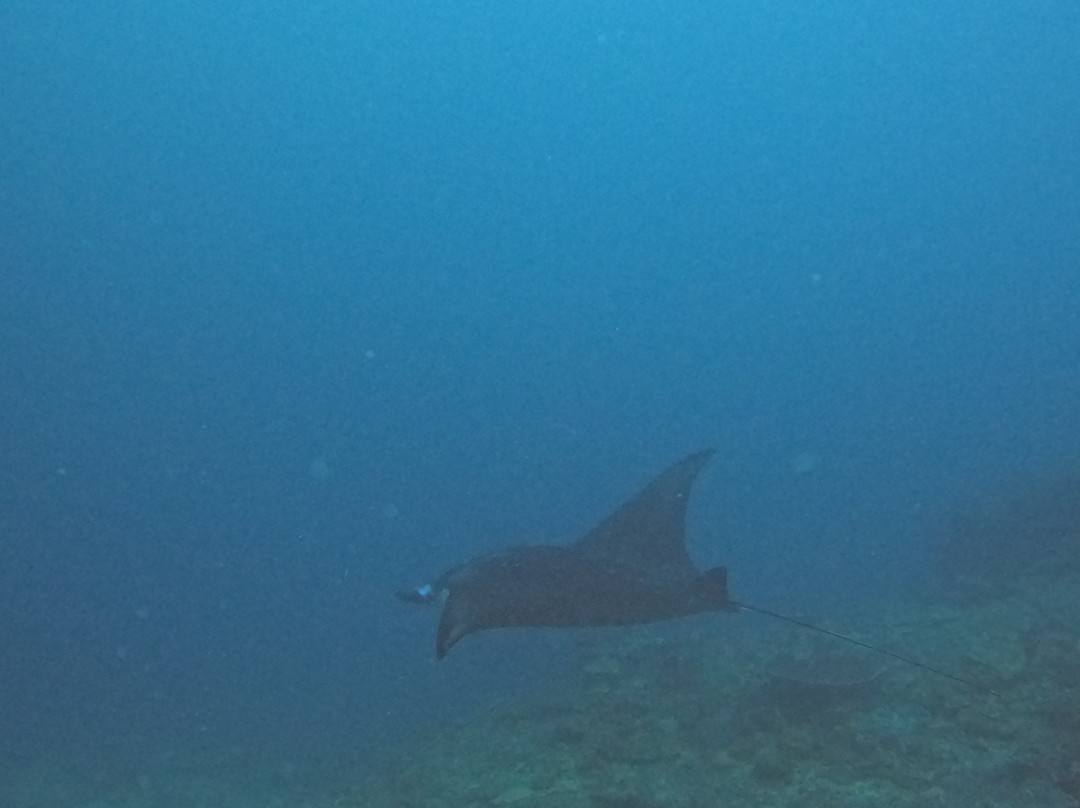 Siren Diving Lembongan-蓝梦岛必去景点