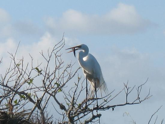 大沼泽地步道-大沼泽国家公园必去景点