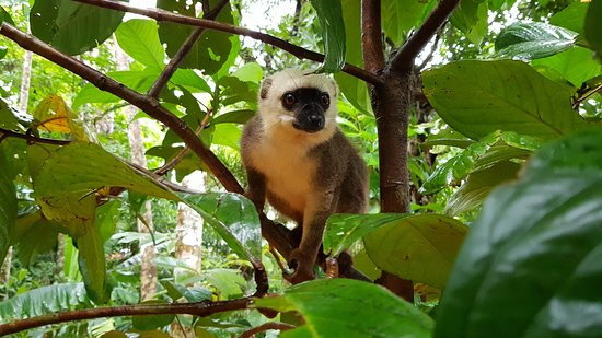 Masoala Nature Guide and Tours Organize景点图片