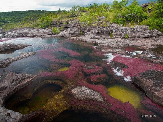 Cano Cristales-La Macarena必去景点