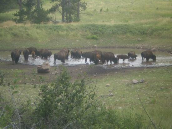 Wildlife Loop Road-卡斯特必去景点