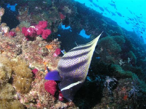 SS Yongala Dive Site-Alva Beach必去景点