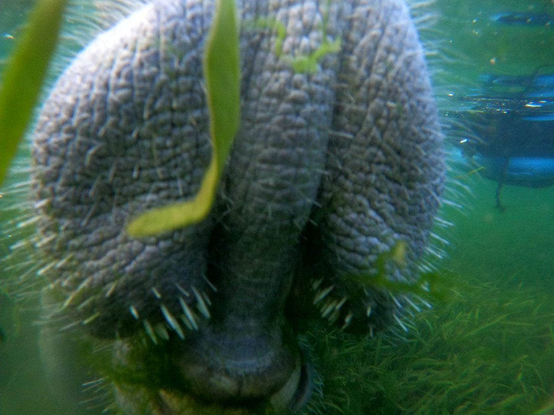 Waterfront Adventures; Swimming With The Manatees-克里斯特尔里弗必去景点