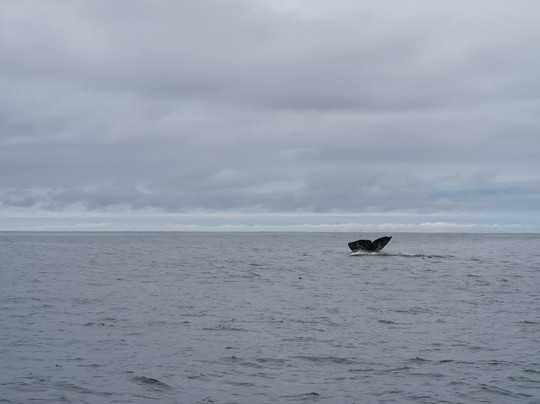 Whale's Tail Charters-Depoe Bay必去景点