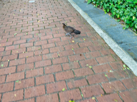 Ransack Puzzle Hunts-新加坡必去景点