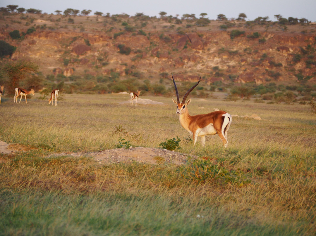 Abidjatta-Shalla National Park景点图片