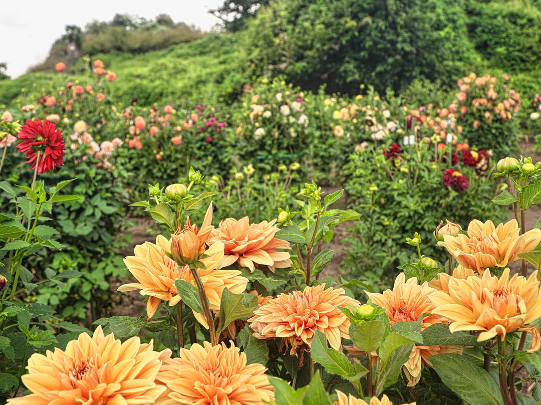 Paradise of Flowers, Iris Hill-安中市必去景点
