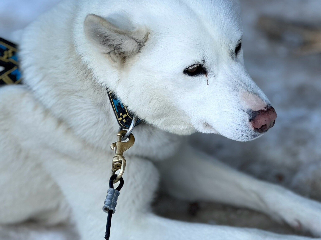 Kananaskis Outfitters-卡那那斯基斯必去景点