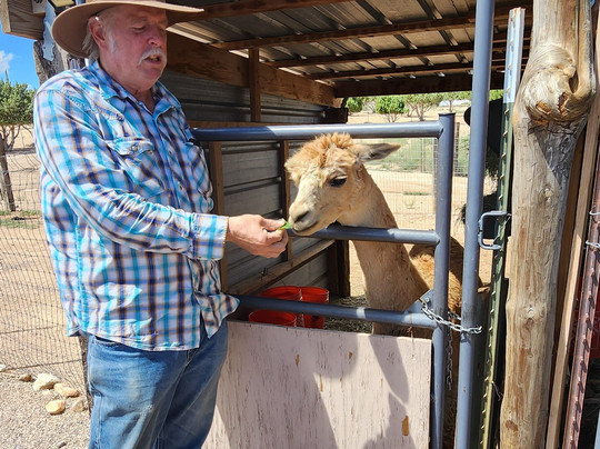 Alpacas of the Southwest-金曼必去景点