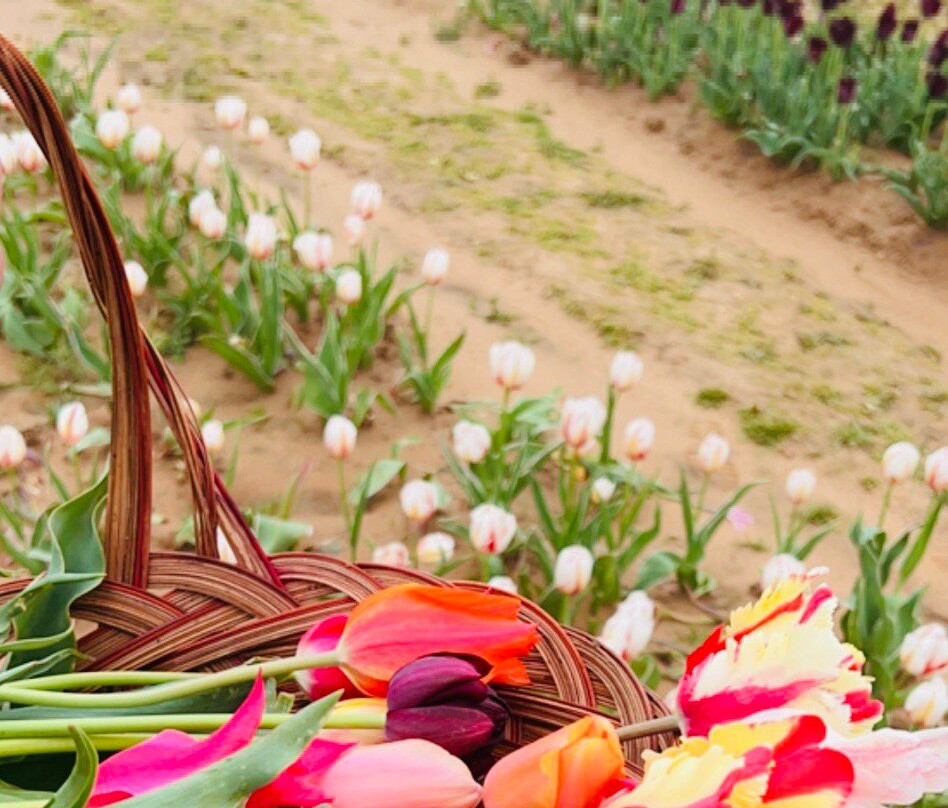 Texas Tulips-Pilot Point必去景点