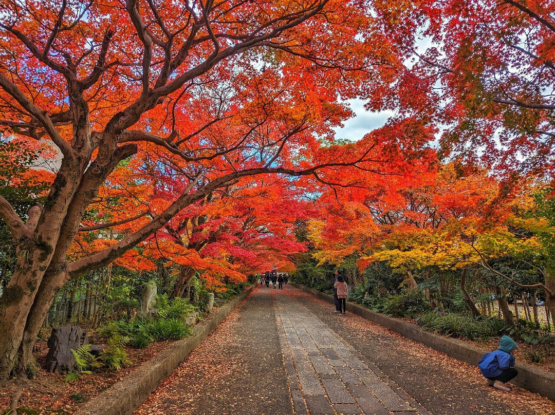 Ryufukuji Temple景点图片