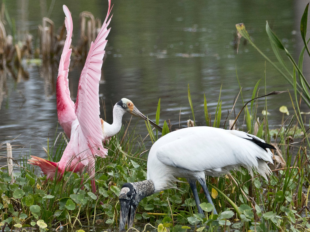 Orlando Wetlands-Christmas必去景点