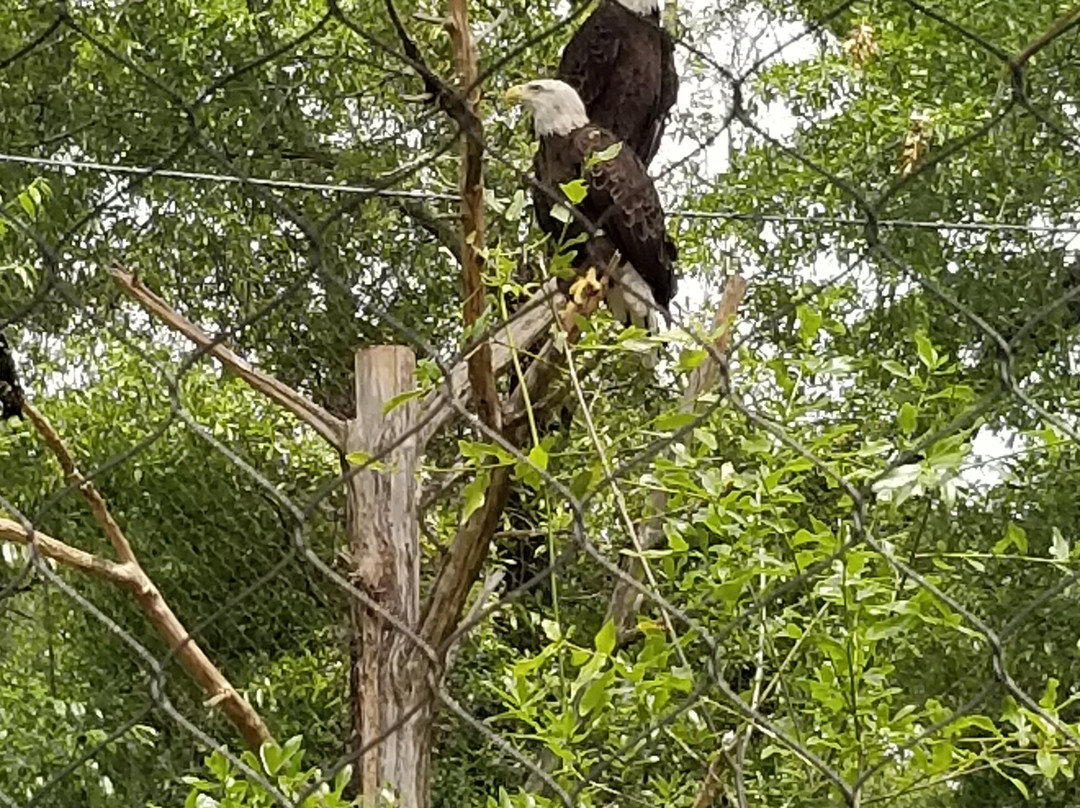 Tallahassee Museum-塔拉哈西必去景点