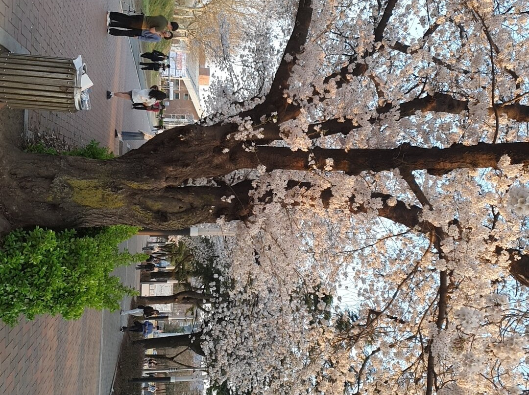 Yeungnam University Love Road-庆山市必去景点