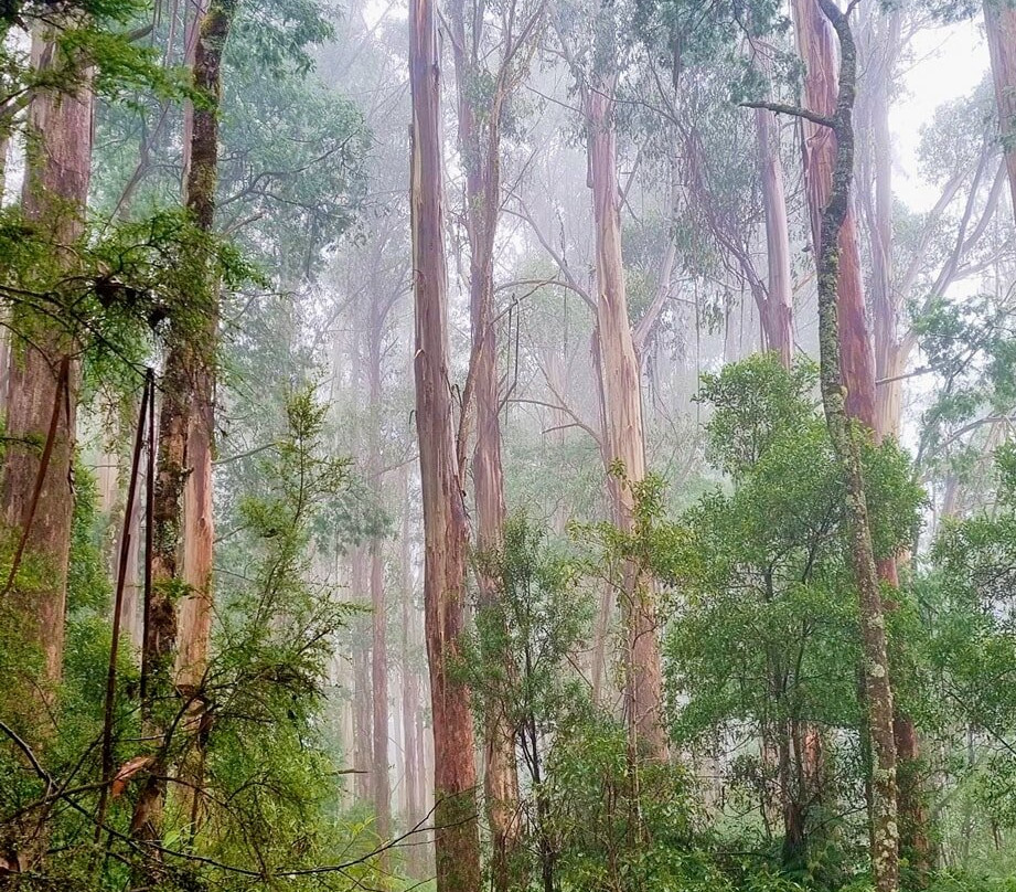 Tarra-Bulga National Park-Balook必去景点