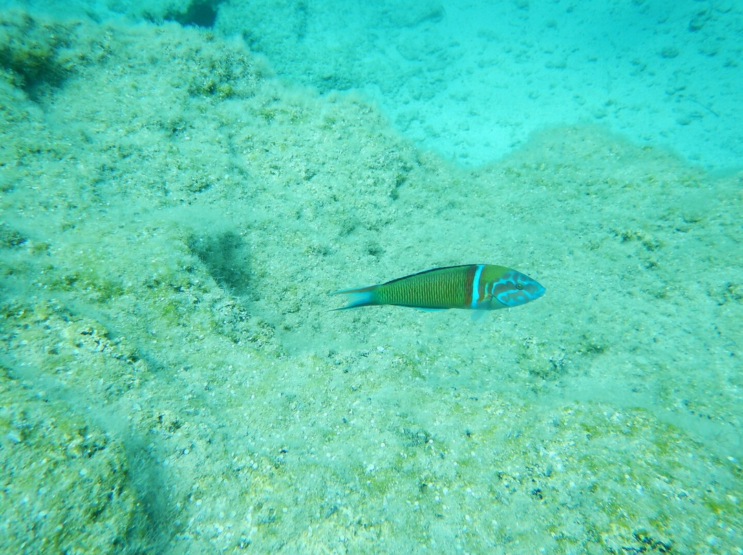 Undersea World Scuba Diving-皮拉必去景点