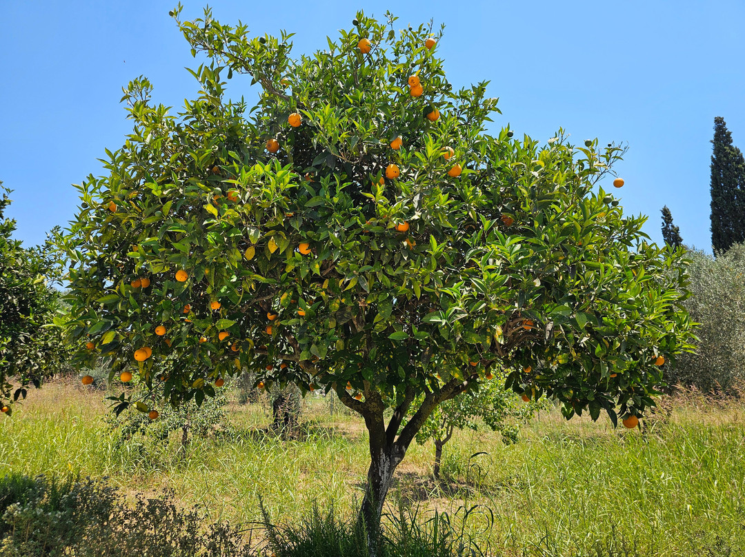 Cypress Garden Villas主图