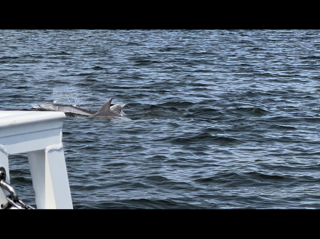 Harbor Star Dolphin Tours景点图片