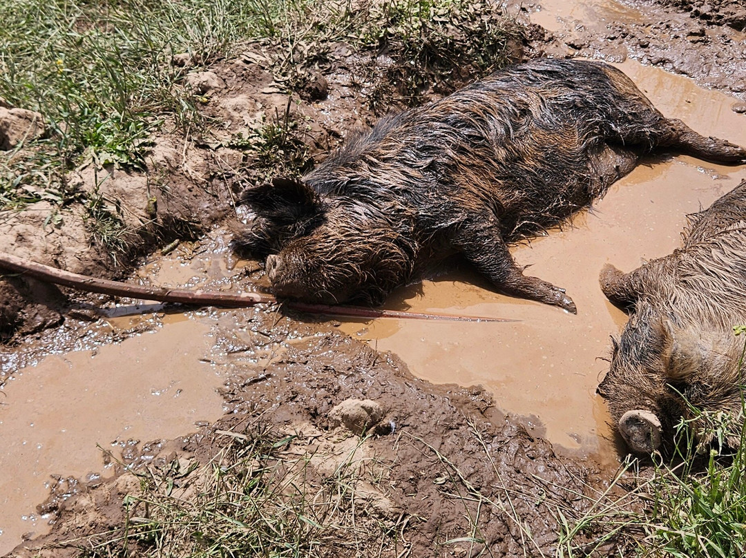 Antiquum Farm-Junction City必去景点