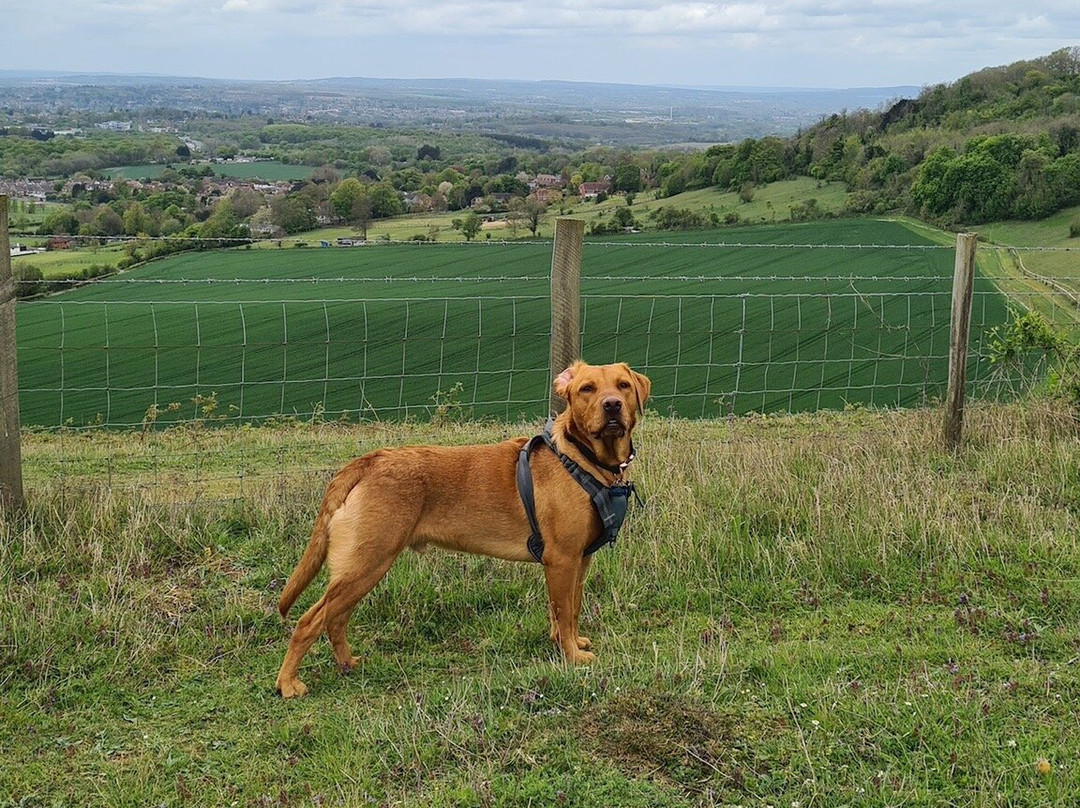 White Horse Wood Country Park景点图片