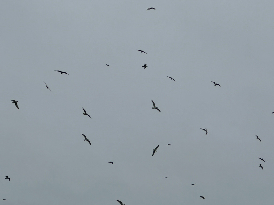 Bahía de Santander Ecoturismo-Camargo必去景点