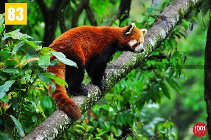 Padmaja Naidu Himalayan Zoological Park-大吉岭必去景点