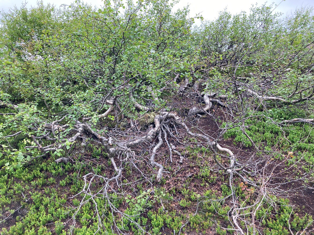 Natural Park Teriberka景点图片