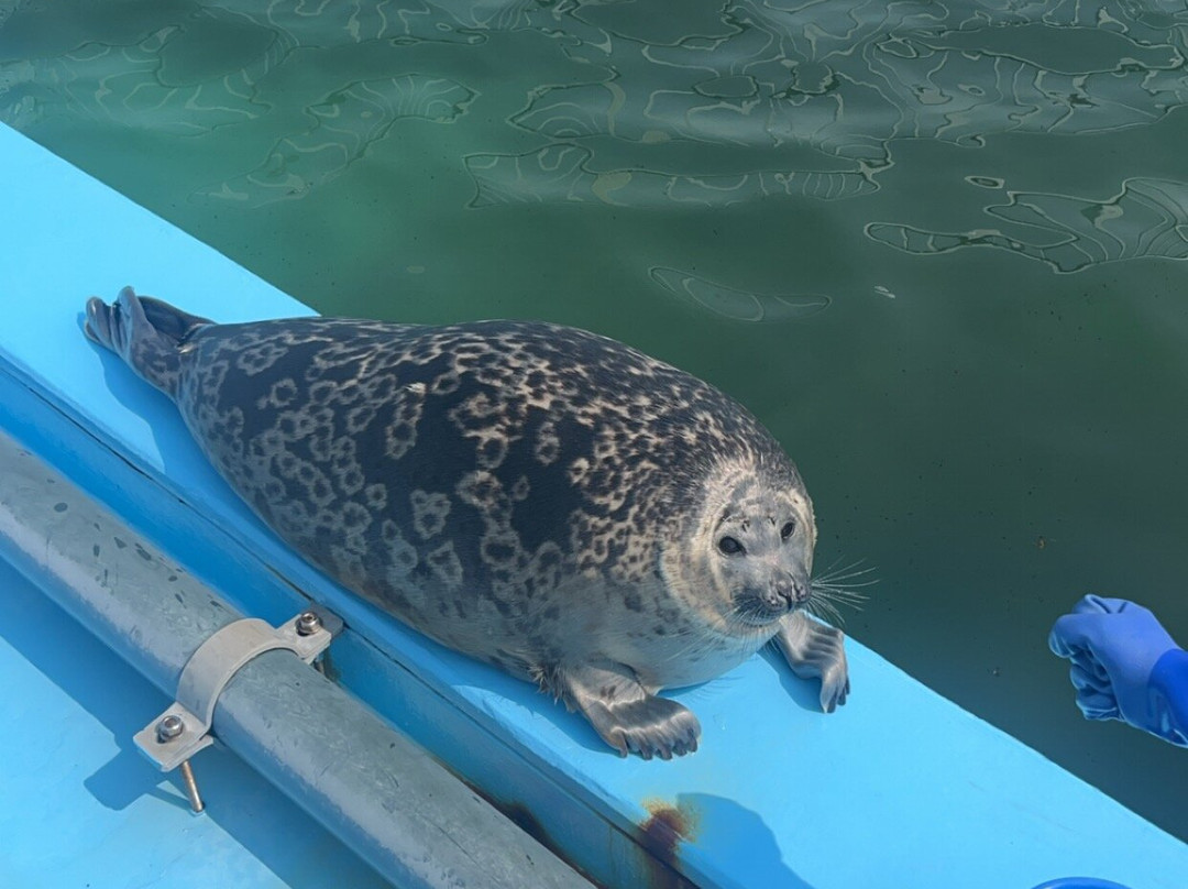 鄂霍次克海豹园-纹别市必去景点