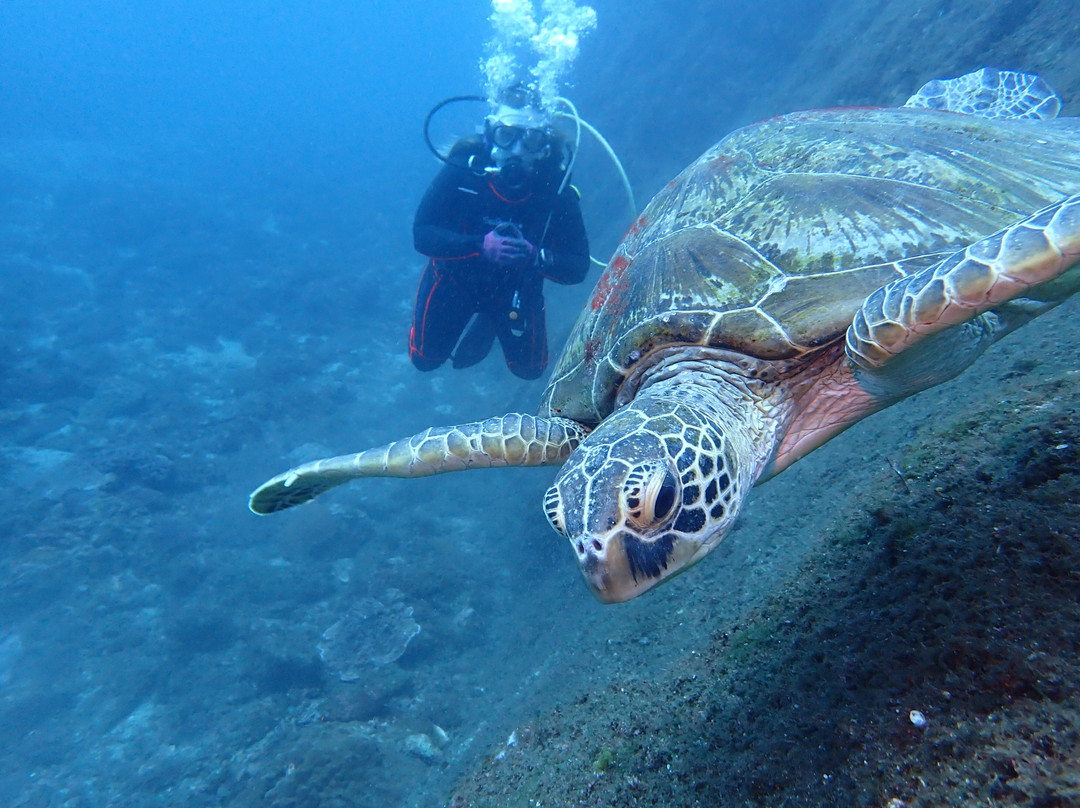 Yakushima Diving Service Mori-to-Umi景点图片