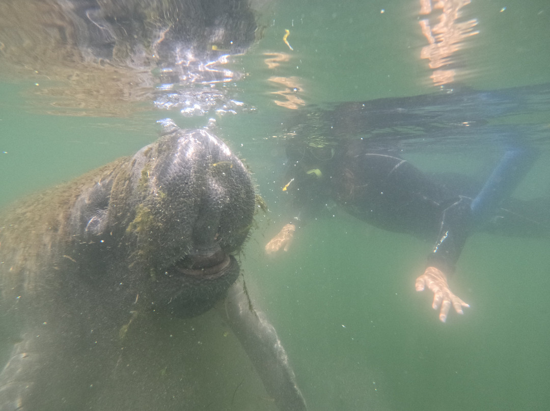 Crystal River Manatee Adventures-克里斯特尔里弗必去景点