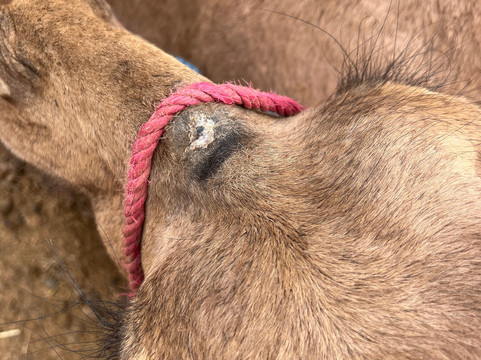 Morocco Travelogue-马拉喀什必去景点