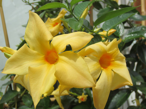 Planting Fields Arboretum State Historic Park-奥伊斯特贝必去景点