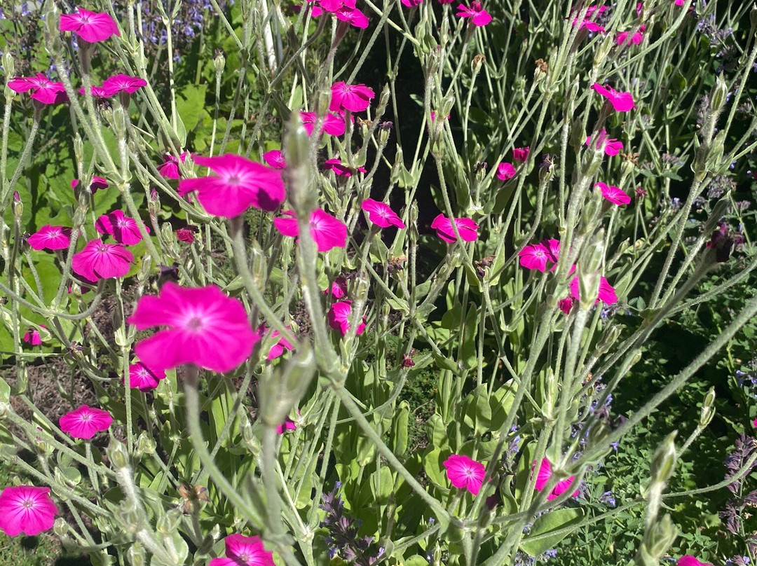 Meerkerk Gardens景点图片