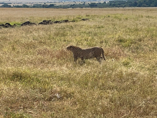 Maasai Mara National Reserve-纳罗克必去景点