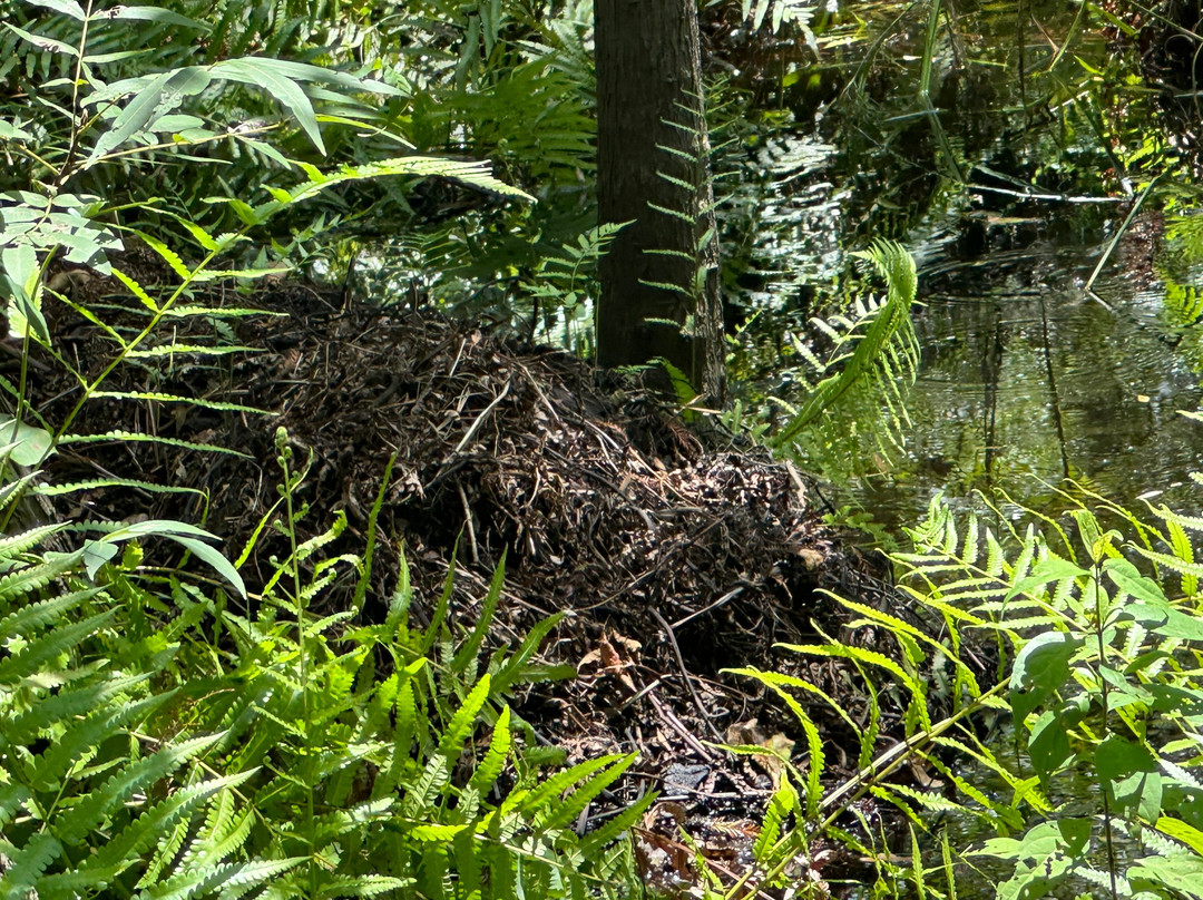 Seminole Wind Airboat tour-阿卡迪亚必去景点